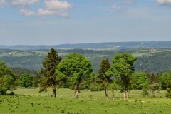 DSC_4384